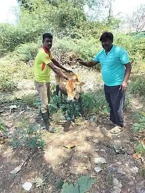 சேற்றில் சிக்கிய பசு மாட்டினை  மீட்ட திருவெறும்பூர் தீயணைப்புத் துறையினர்.